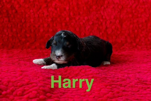 Harry_2wks.jpeg