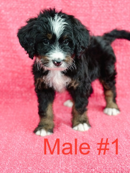 Male_1_7wks.jpg