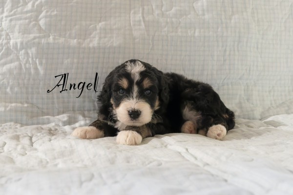 angel_3wks.jpeg