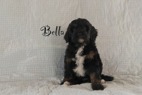 bella_4wk.jpeg