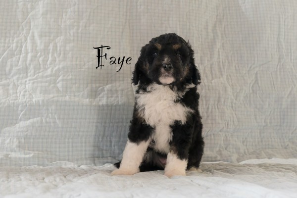 faye_4wks.jpeg