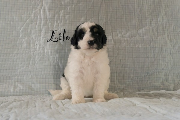 lilo_3wks.jpeg
