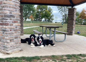 Maddie and Mia, Bernedoodles