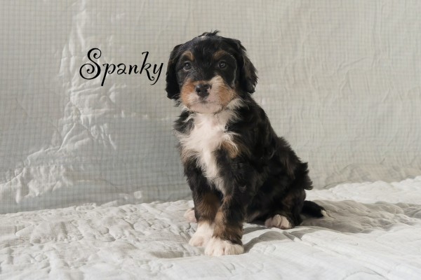 spanky_4wks.jpeg