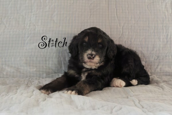 stitch_3wks.jpeg